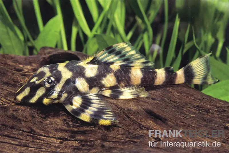 Butterfly Pleco, L168, (Dekeyseria) Zonancistrus brachyurus, 8-10 cm
