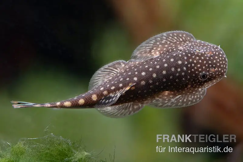 Borneo-Prachtflossensauger, Pseudogastromyzon myersi