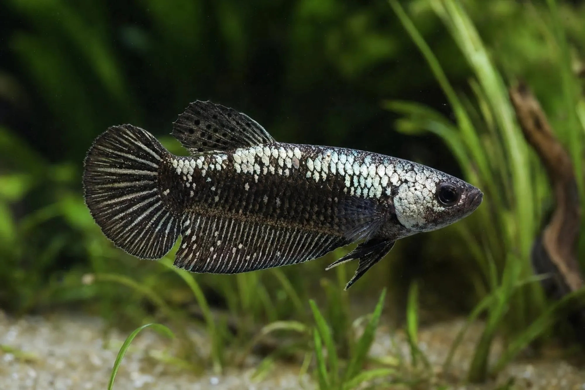 Alien-Kampffisch Samurai, Weibchen, Betta sp.