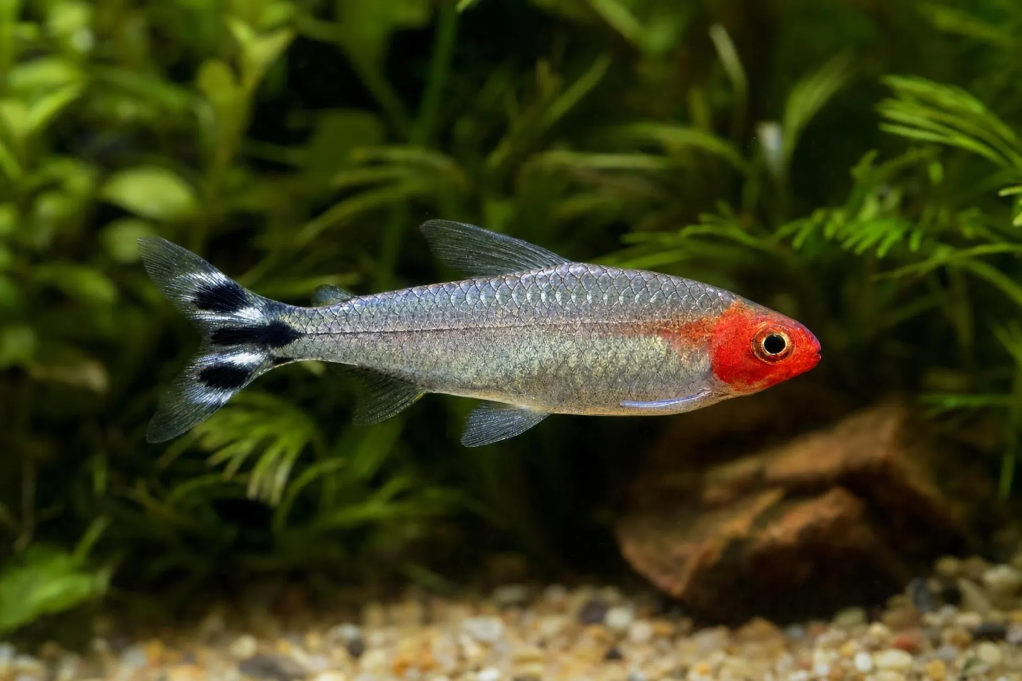 Diamant-Rotkopfsalmler, Petitella bleheri