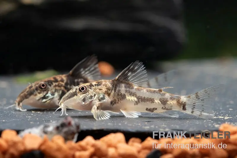 Schabracken-Panzerwels, Scleromystax barbatus, 3-4 cm