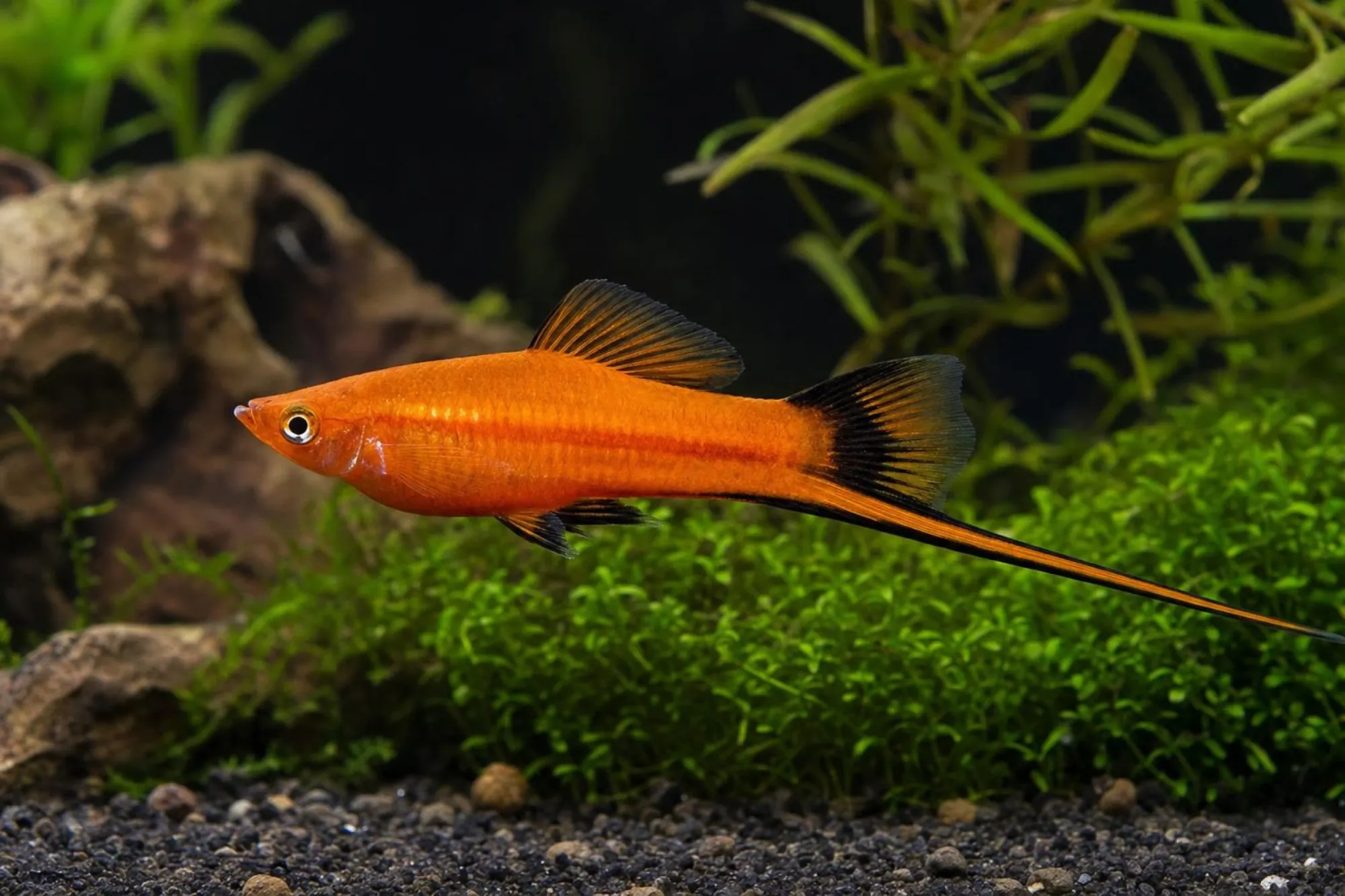 Orange-Wagtail-Schwertträger, Xiphophorus hellerii