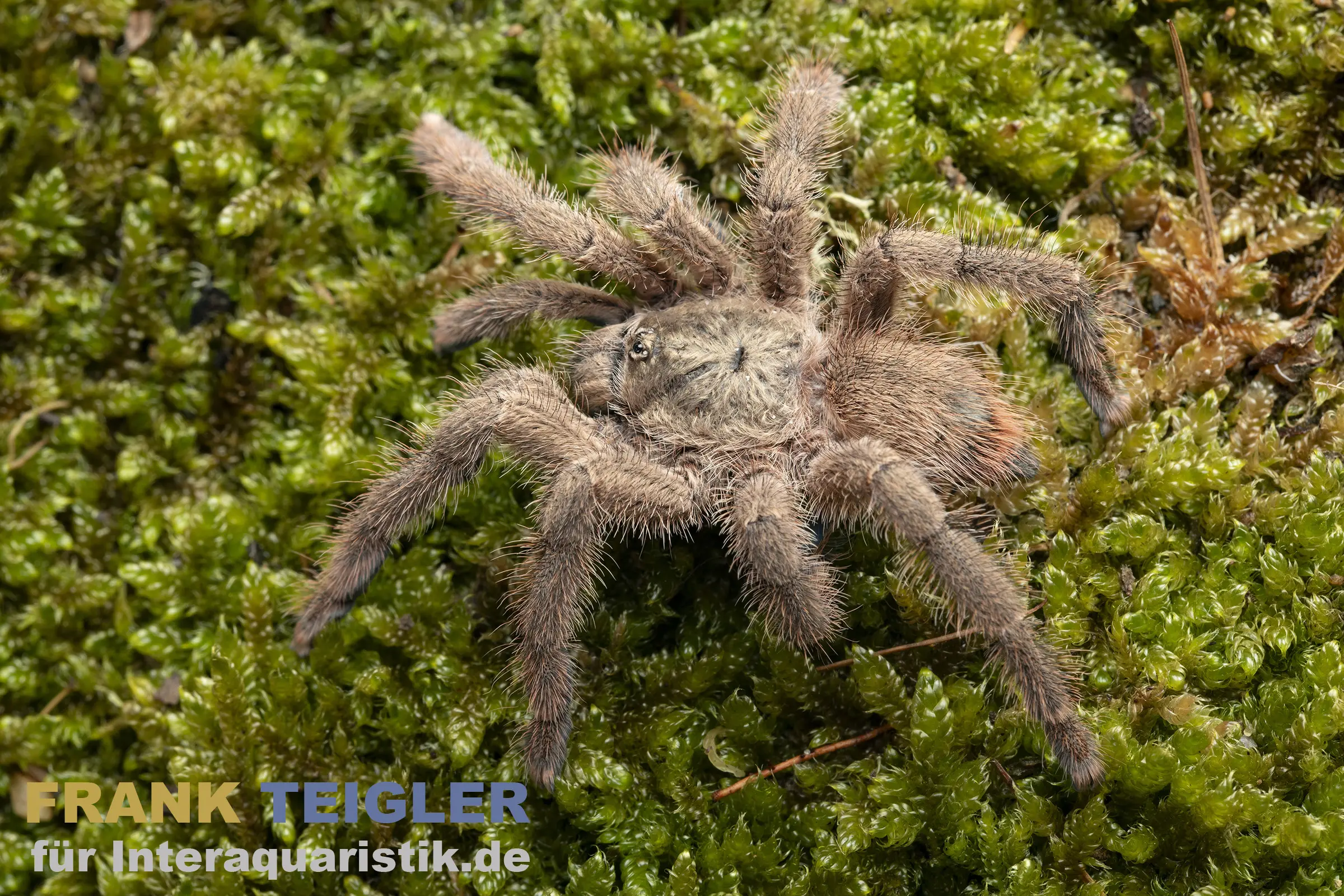 Puerto Rico Baumvogelspinne, Caribena laeta
