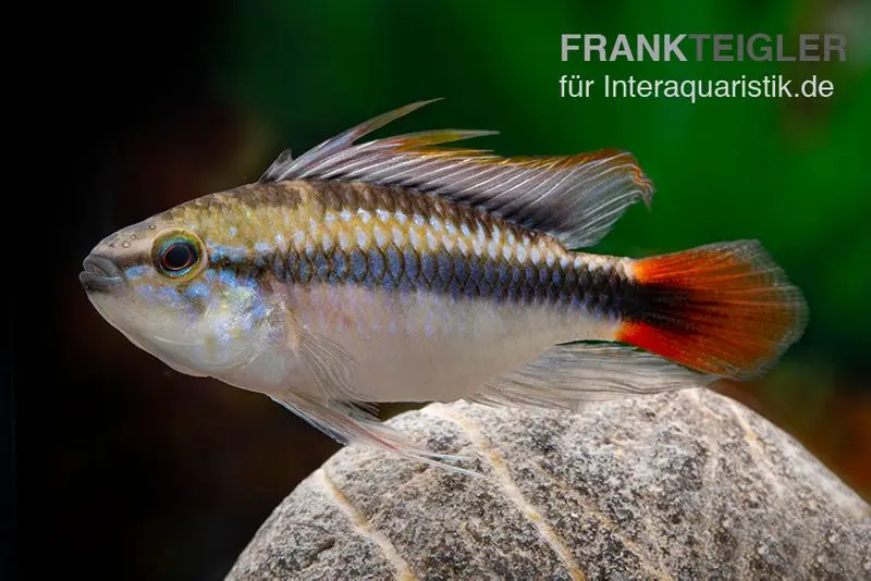 Apistogramma Rio Marmore, Apistogramma erythrura