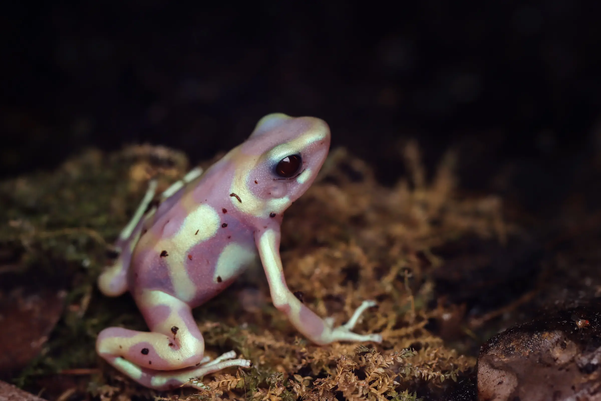 Albino-Grüner Pfeilgiftfrosch, Dendrobates auratus Albino