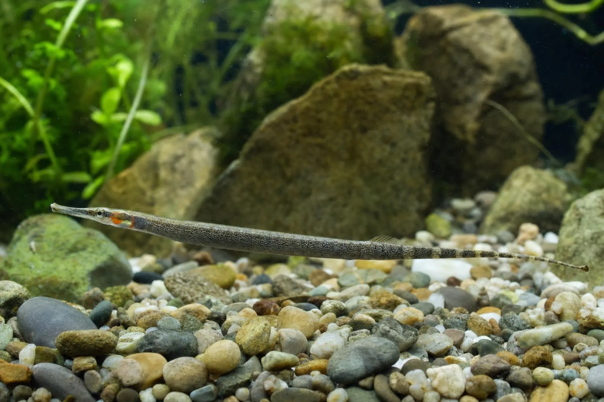 Süßwassernadel „Red Face“, Microphis leiaspis
