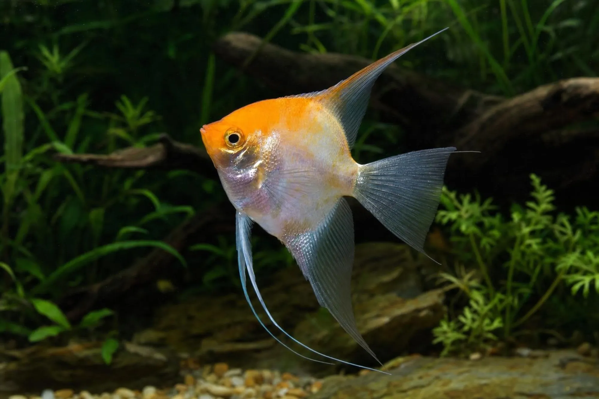 Oranger Skalar, Pterophyllum scalare