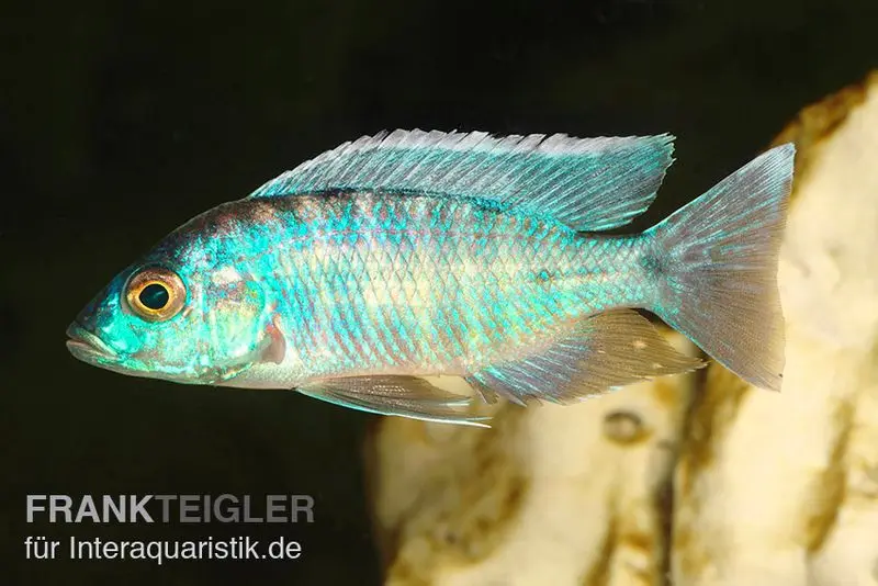 Türkisblauer Aulonocara, Aulonocara spec. Turquoise, 7-9 cm DNZ