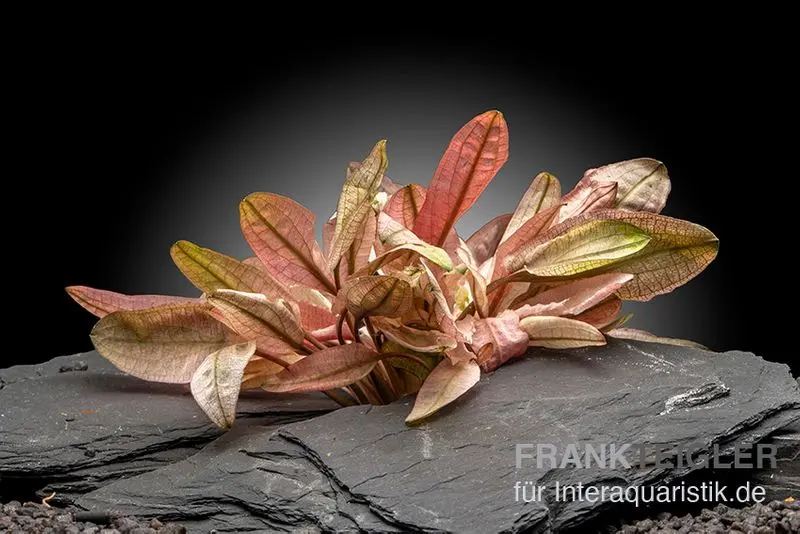 Flamingo-Wasserkelch, Cryptocoryne sp. "Flamingo", im Topf