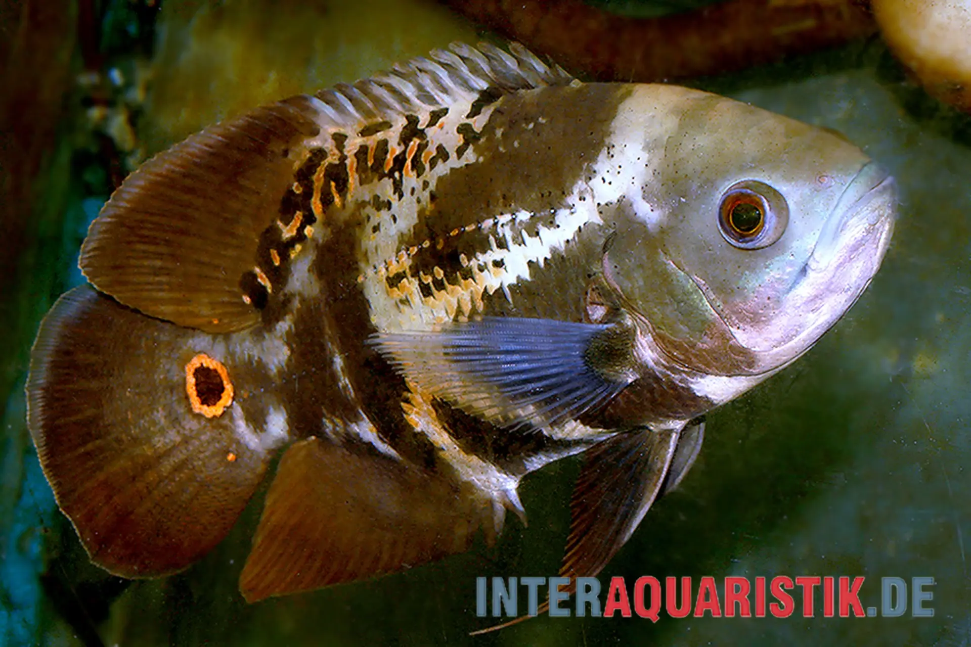 Kolumbianischer Oscar, Astronotus mikoljii (Wild)