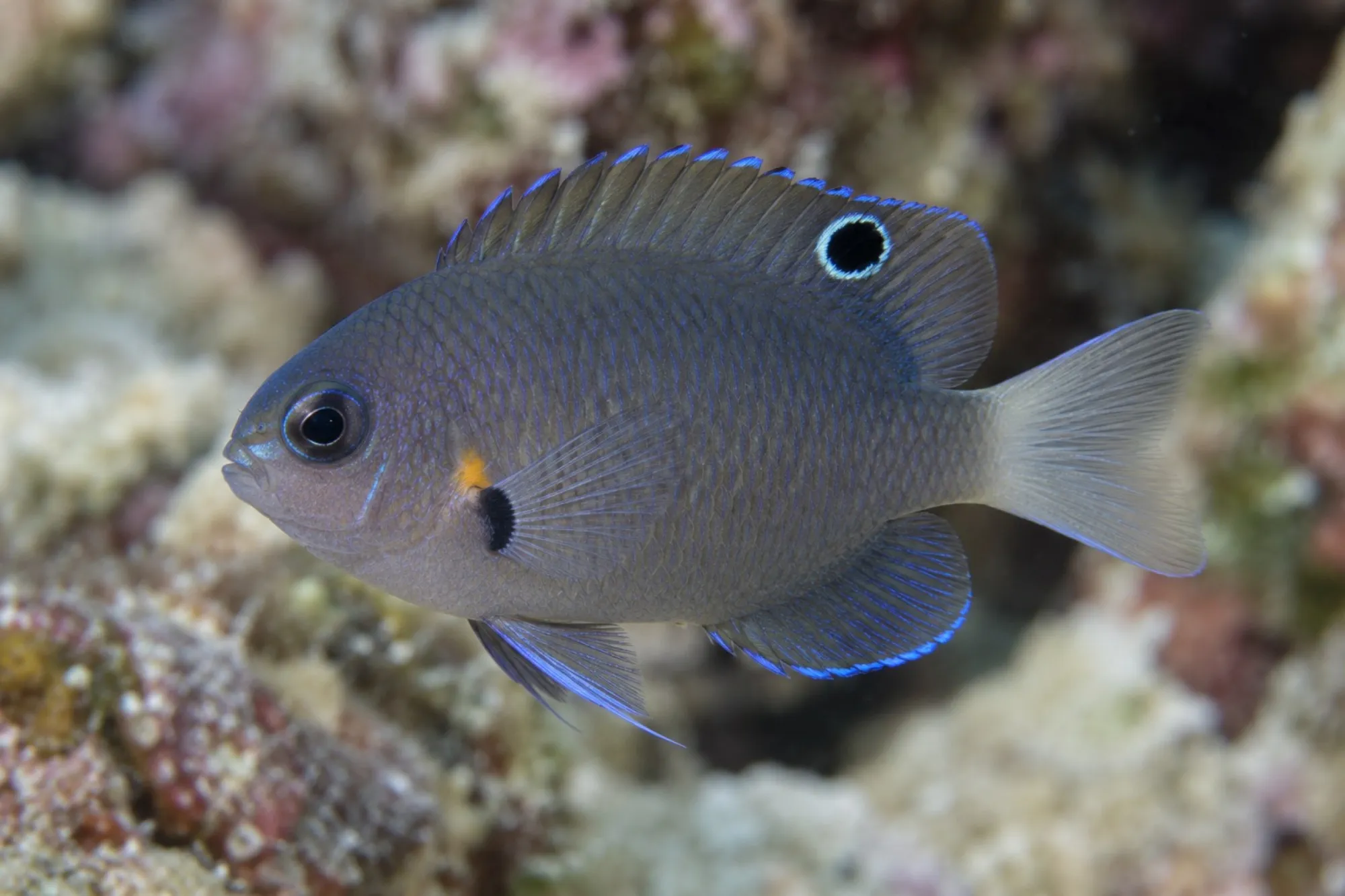 Indonesische Demoiselle, Pomacentrus melanochir