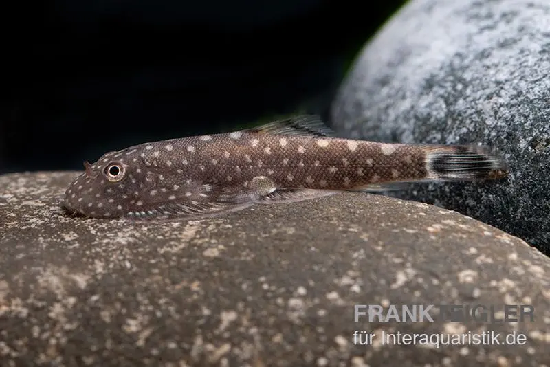 Kleiner Borneo Flossensauger, Pseudogastromyzon ctenocephalus
