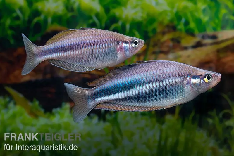 Dansari-River-Regenbogenfisch, Melanotaenia affinis "Dansari River"