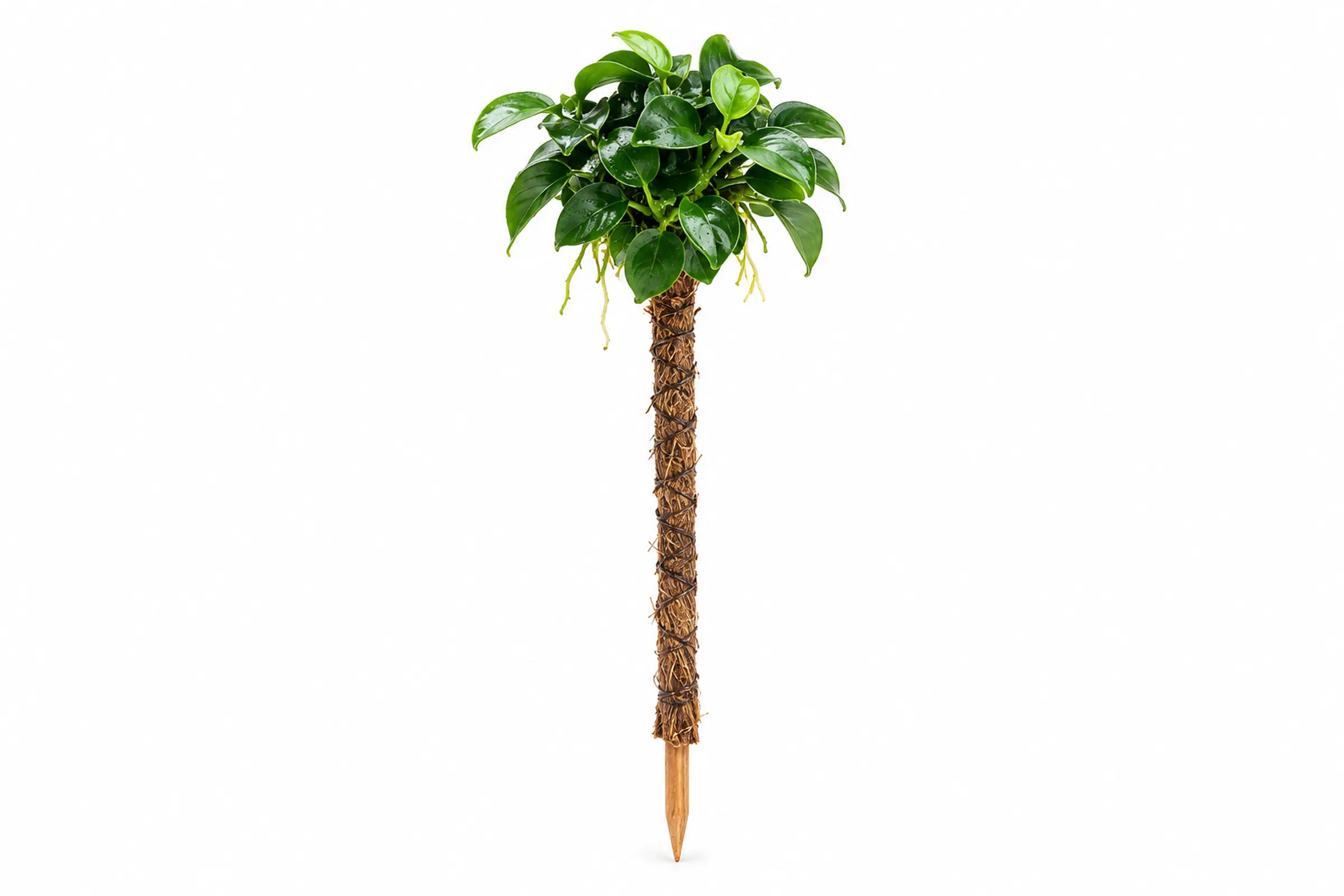 Bonsai-Palme mit Anubias nana Bonsai und Holzstamm vor weißem Hintergrund.