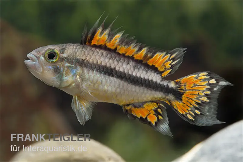 Kakaduzwergbuntbarsch doppelrot, Apistogramma cacatuoides, paarweise M