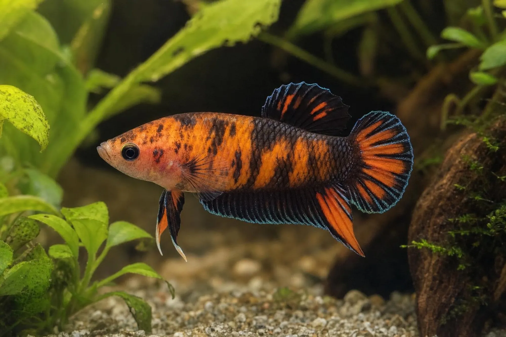 Siamesischer Kampffisch „Plakat Halloween“, Männchen, Betta splendens