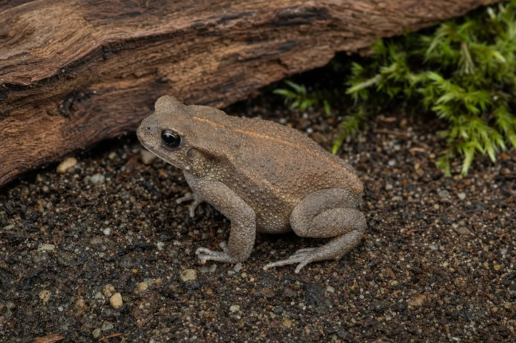 Eichenkröte „Patternless“, Bufo quercicus