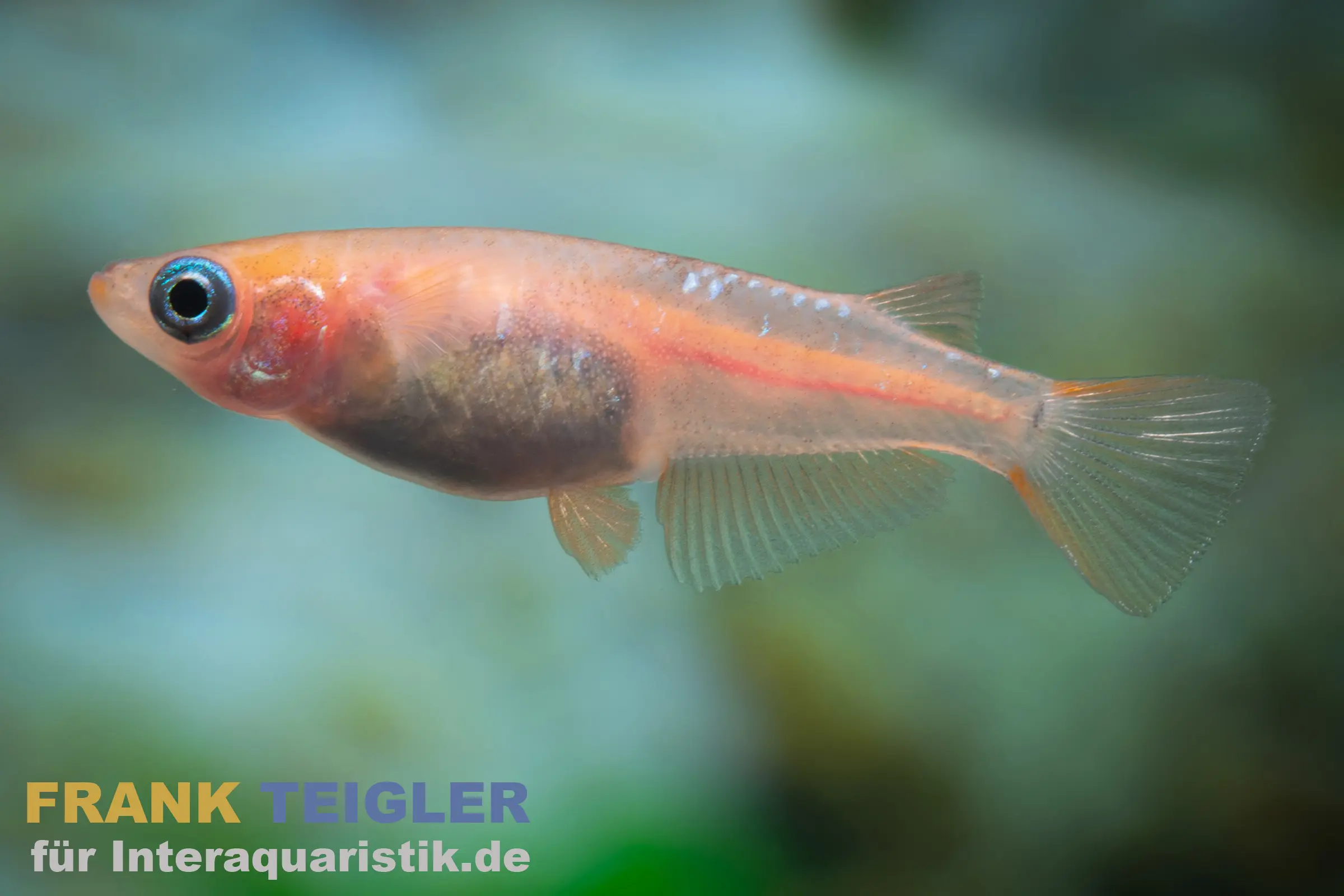 Medaka Blau gescheckt, Oryzias latipes Blue Sparkled