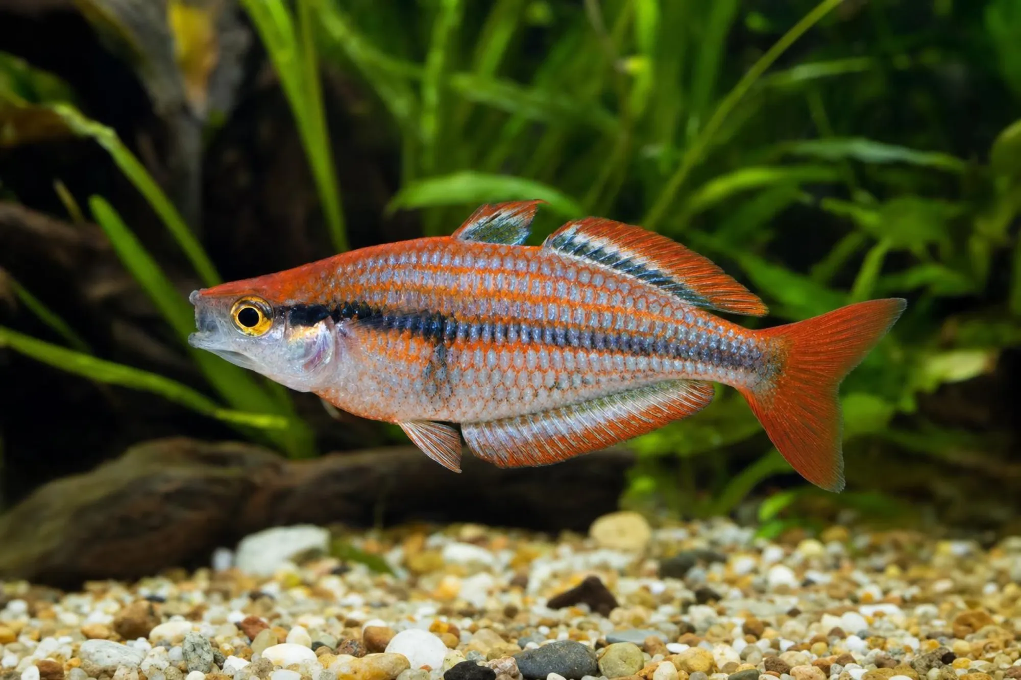 Mairas Regenbogenfisch, Melanotaenia mairasi