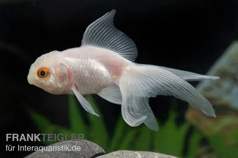 Oranda weiß, Carassius auratus (Kaltwasser)