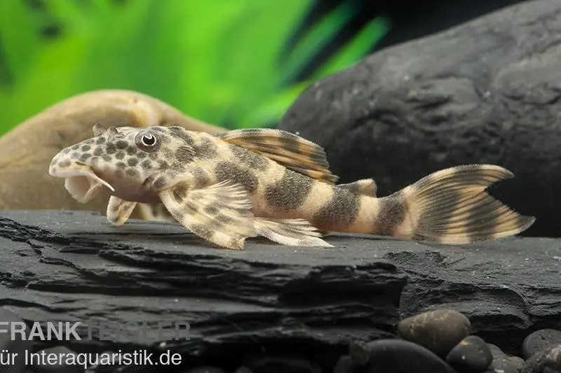 Pracht-Zwergschilderwels, L387, Ancistomus sp.