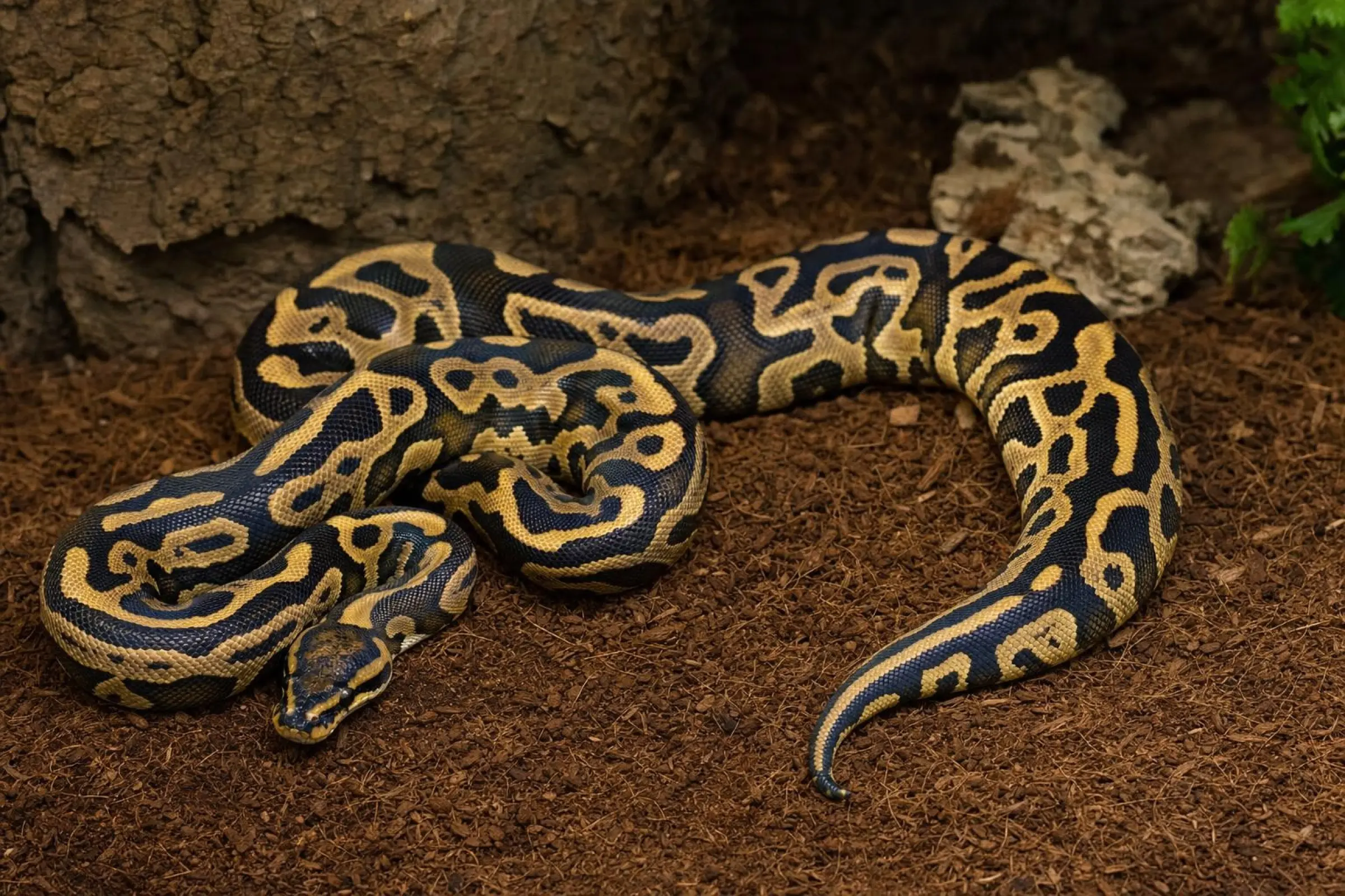 Leopard-Königspython, Python regius