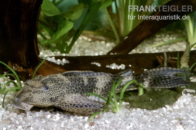Saugmaulwels, Hypostomus plecostomus, ca. 4,0-5,0 cm