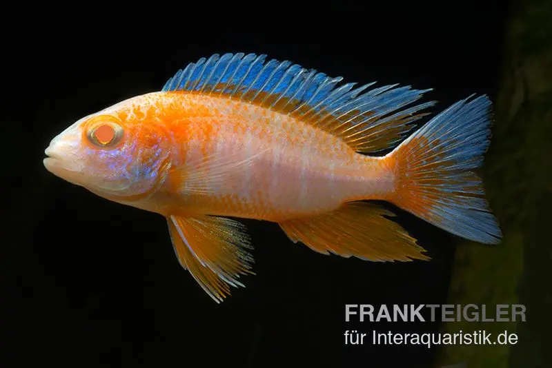 Kaiserbuntbarsch albino eureka, Aulonocara eureka albino, 7-9 cm DNZ