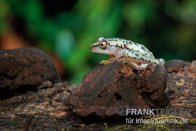 Madagaskar-Riedfrosch, Heterixalus madagascariensis