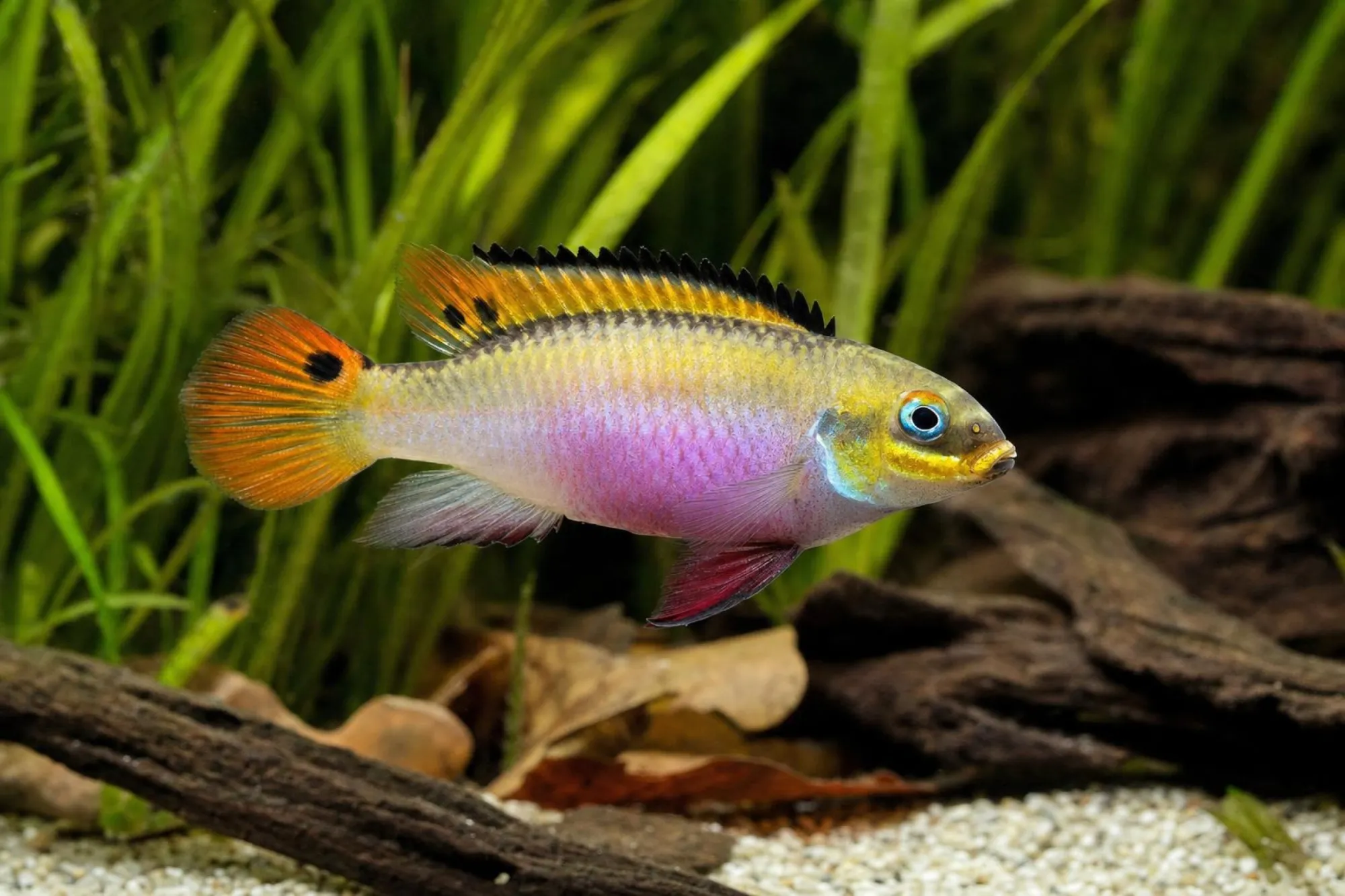 Streifenprachtbarsch „Idenau“, Pelvicachromis kribensis