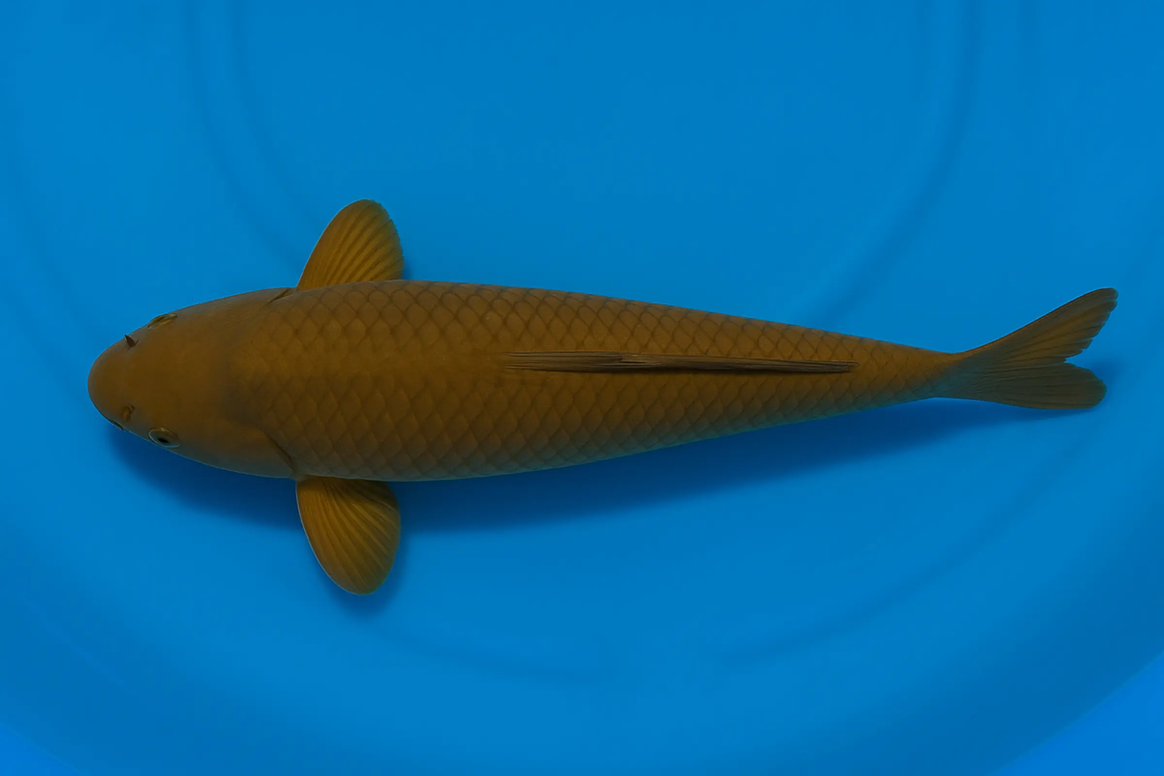 Japan Koi Ikarashi Tosai Chagoi, Cyprinus carpio, 13-15 cm