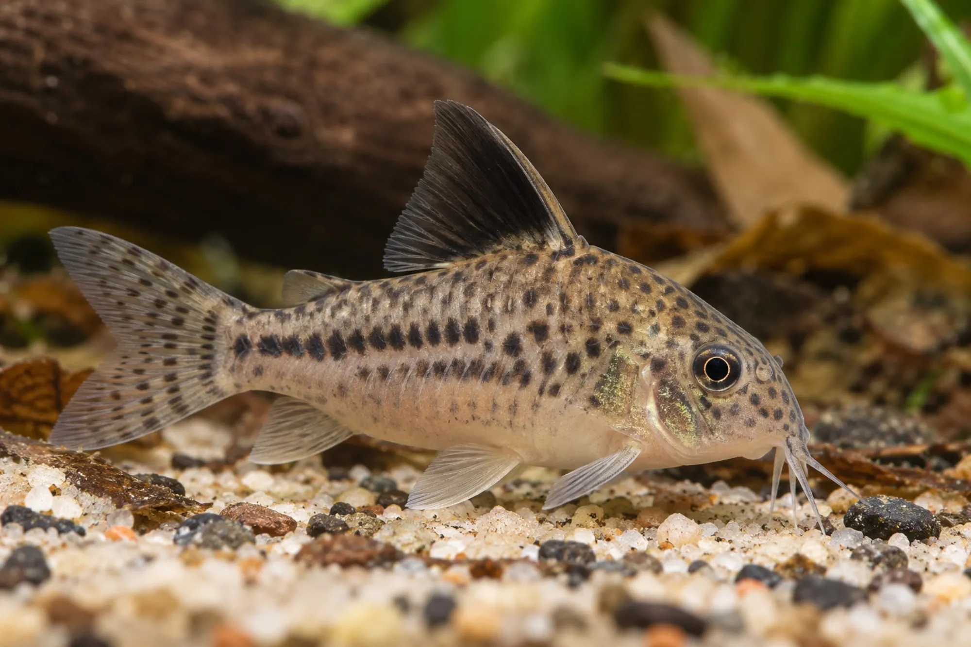Schwarzsegel-Panzerwels, Corydoras brevirostris
