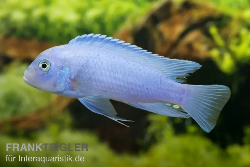 Kobaltblauer Zebrabuntbarsch, Maylandia callainos "Cobalt Blue"