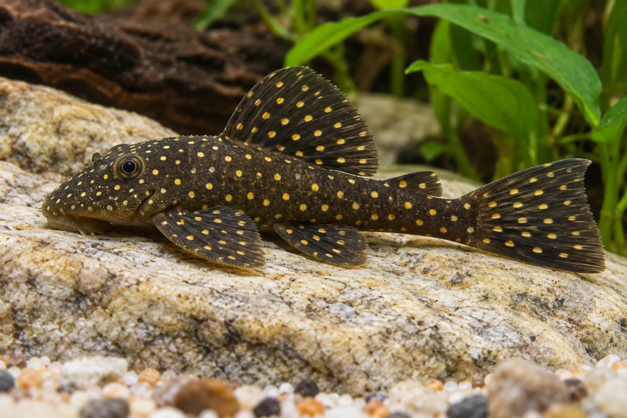 Großmaul-Antennenwels L 309 aus dem Rio Tapajós, Ancistrus sp.