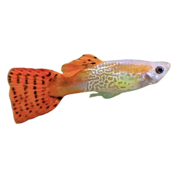 Guppys