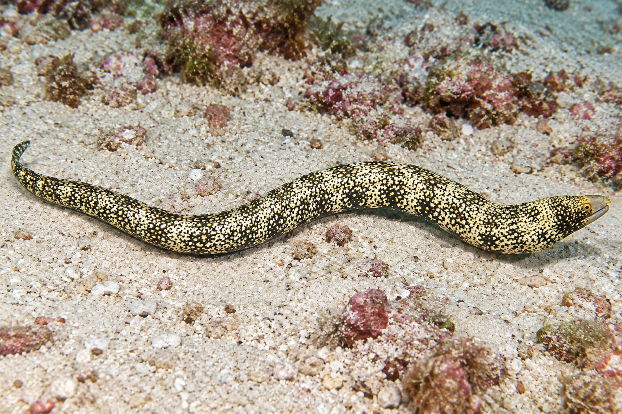 Sternmuräne, Echidna nebulosa