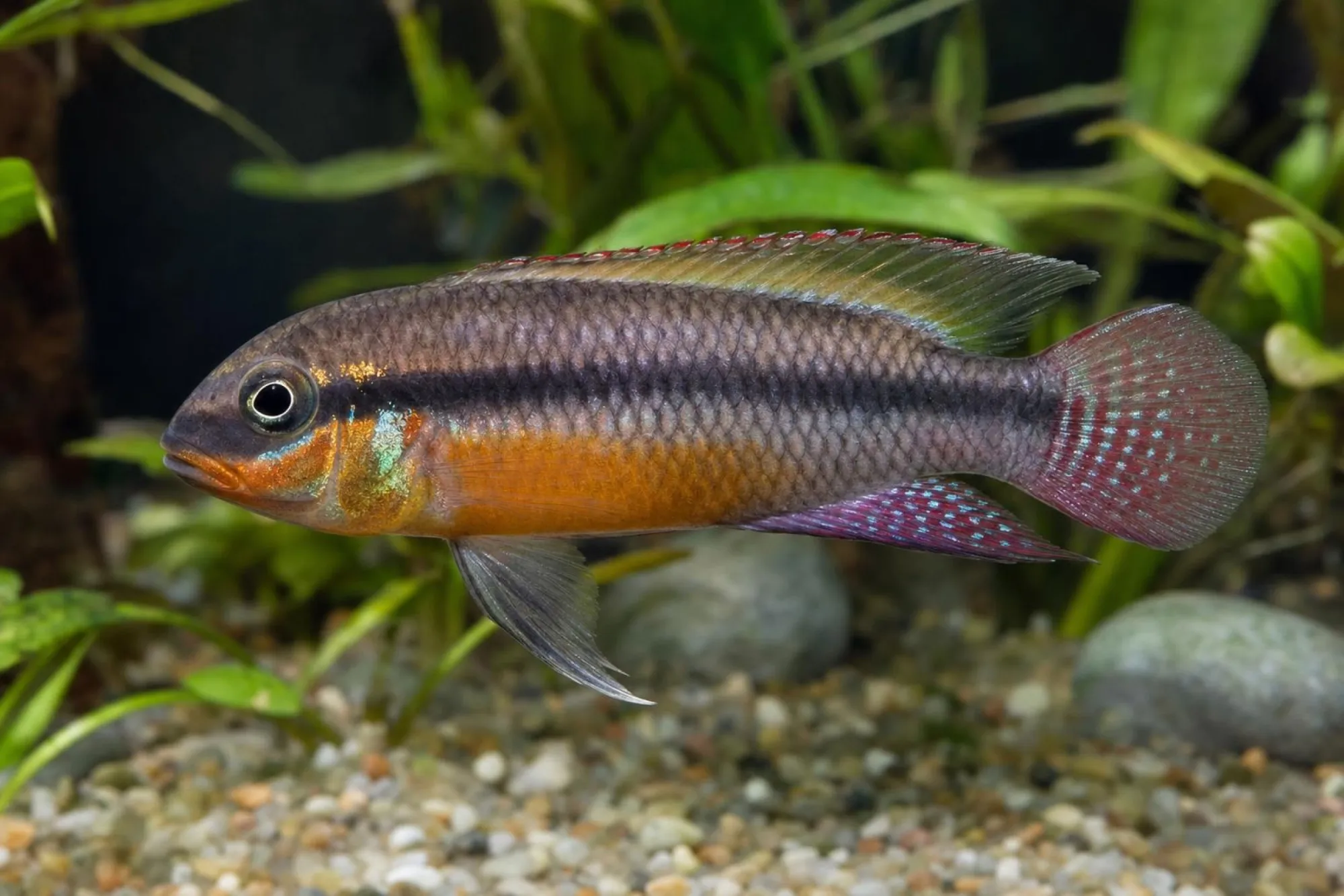 Smaragdprachtbarsch „Bipindi“, Pelvicachromis kribensis