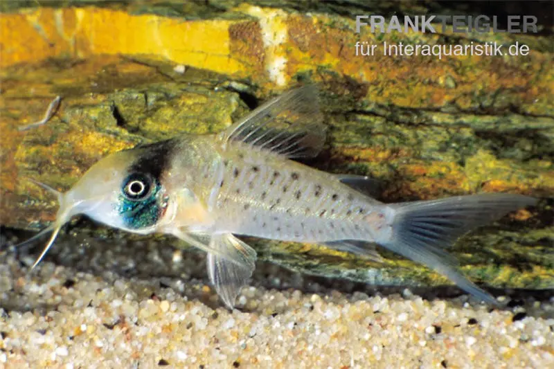 Sychri-Panzerwels, Corydoras sychri, 4-5 cm