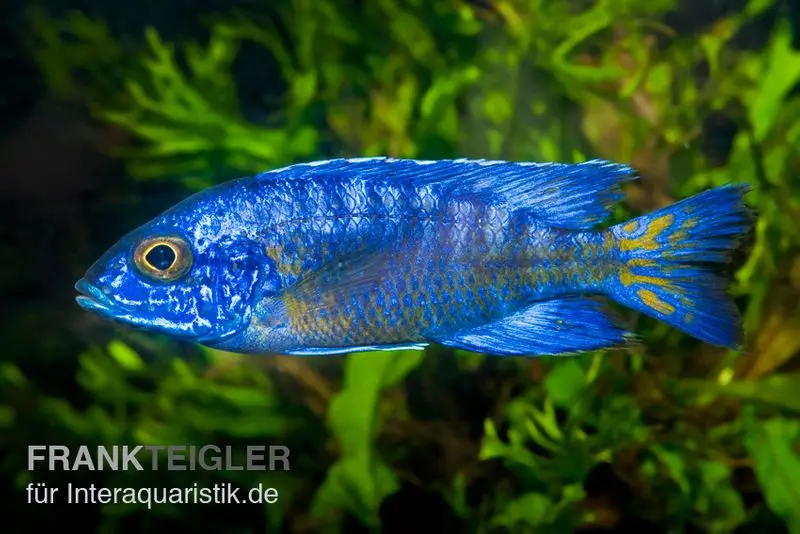 Chilumba-Kaiserbuntbarsch, Aulonocara stuartgranti "Chilumba", 7-9 cm DNZ