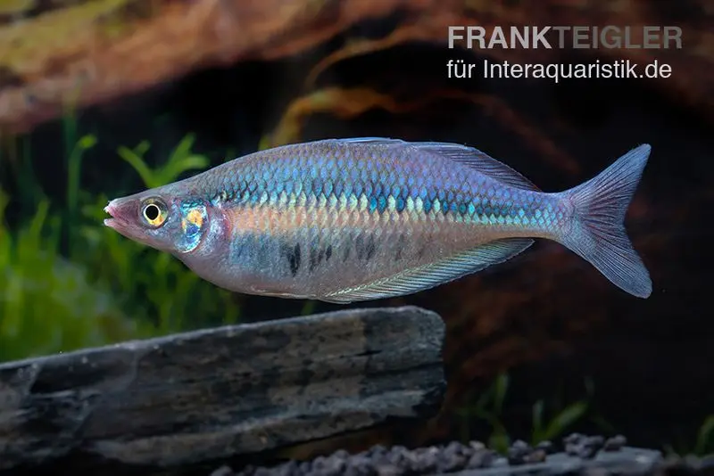 Gestreifter Regenbogenfisch, Chilatherina fasciata
