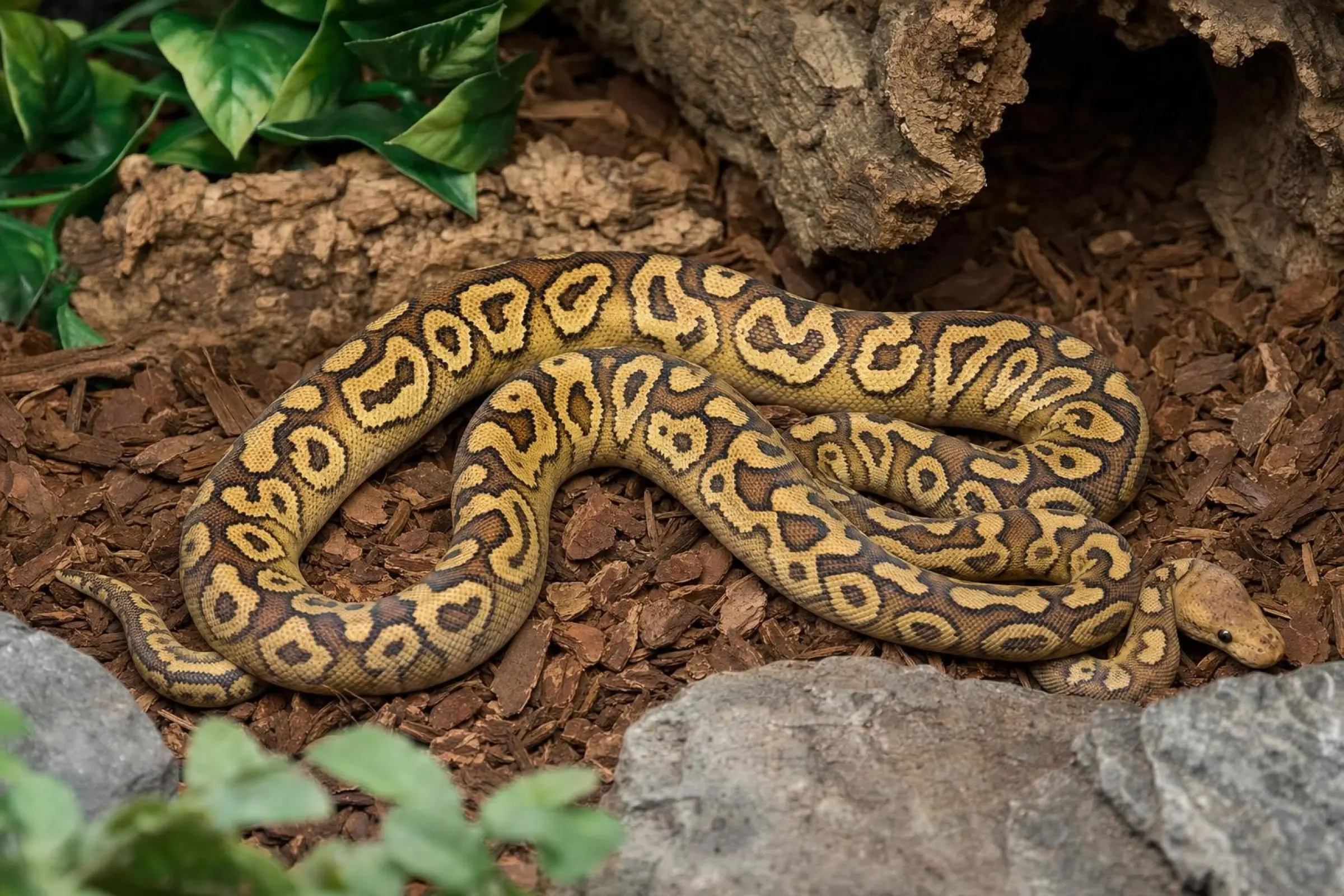 Sugar-Clown-Königspython, Python regius