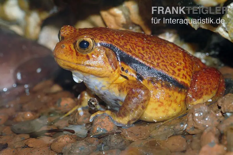 Südlicher Tomatenfrosch, Dyscophus guineti