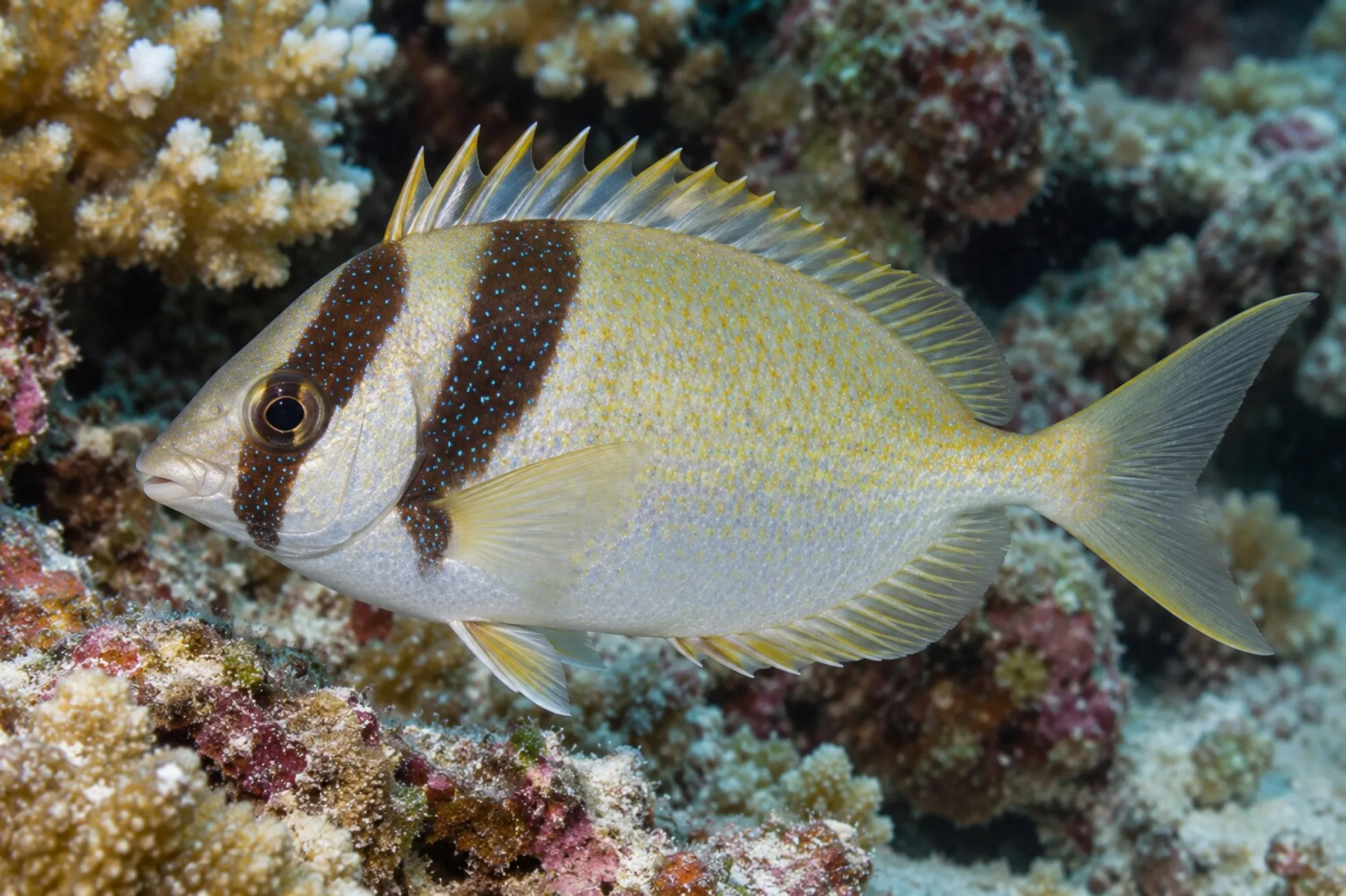 Kopfband-Kaninchenfisch, Siganus virgatus