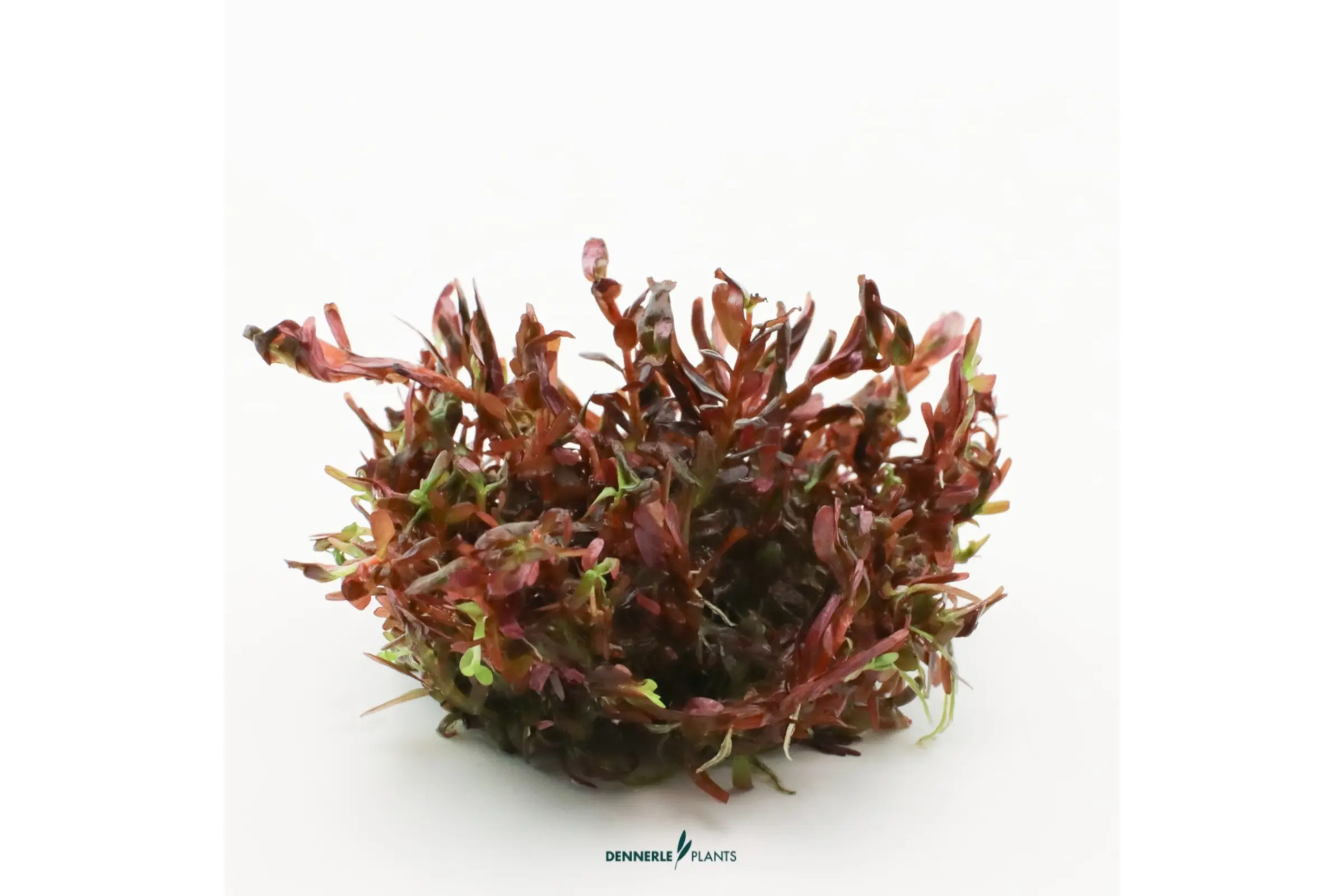 Blutrote Rotala, Rotala rotundifolia "Blood Red", Topf