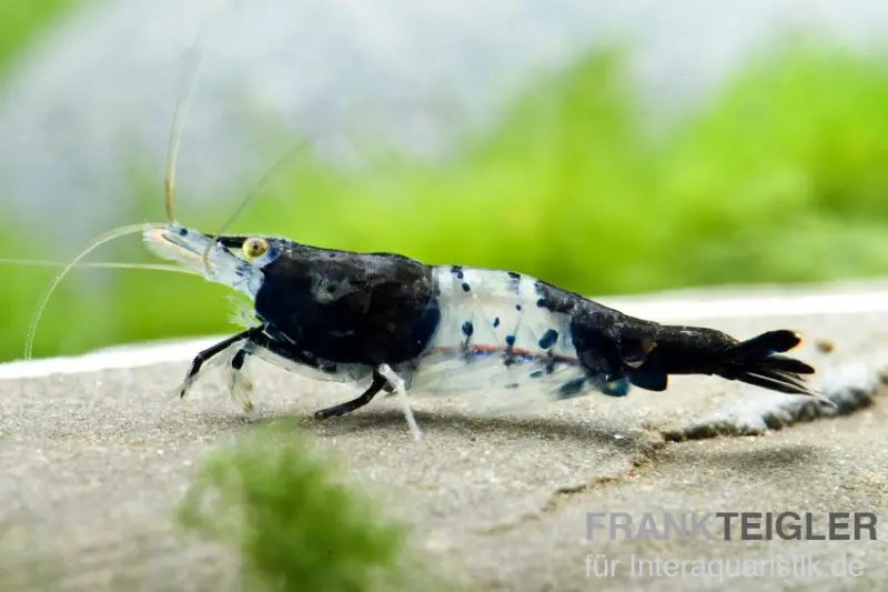 Carbon Rili Garnele, Neocaridina davidi