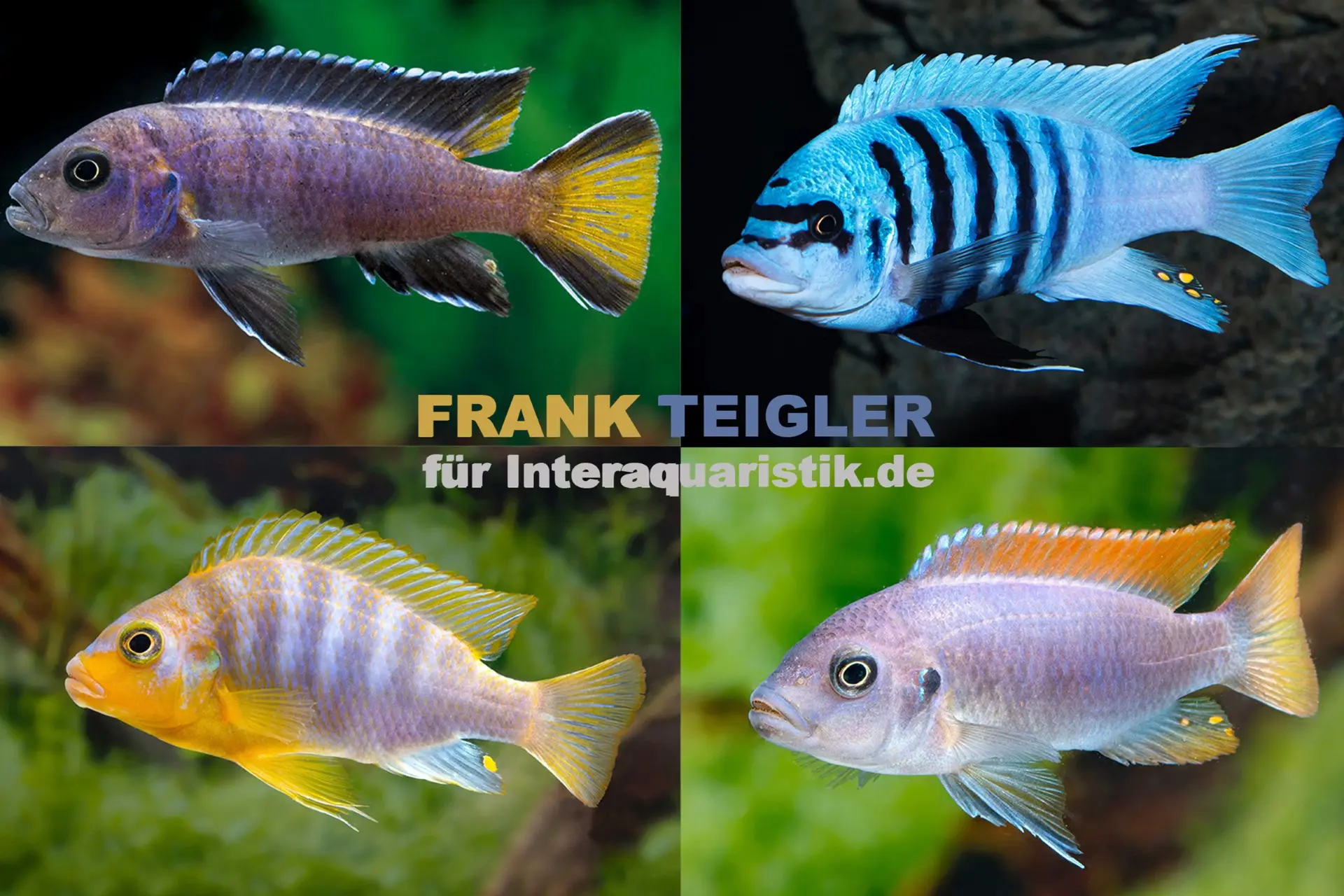 Vier farbige Malawibuntbarsche vor Aquariumhintergrund