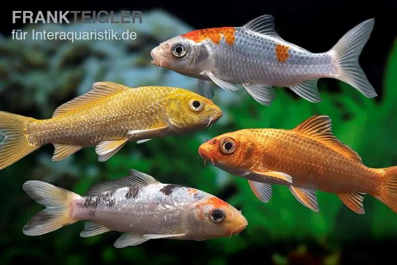 Koi Farbmix, Cyprinus carpio, klein (7-10 cm)