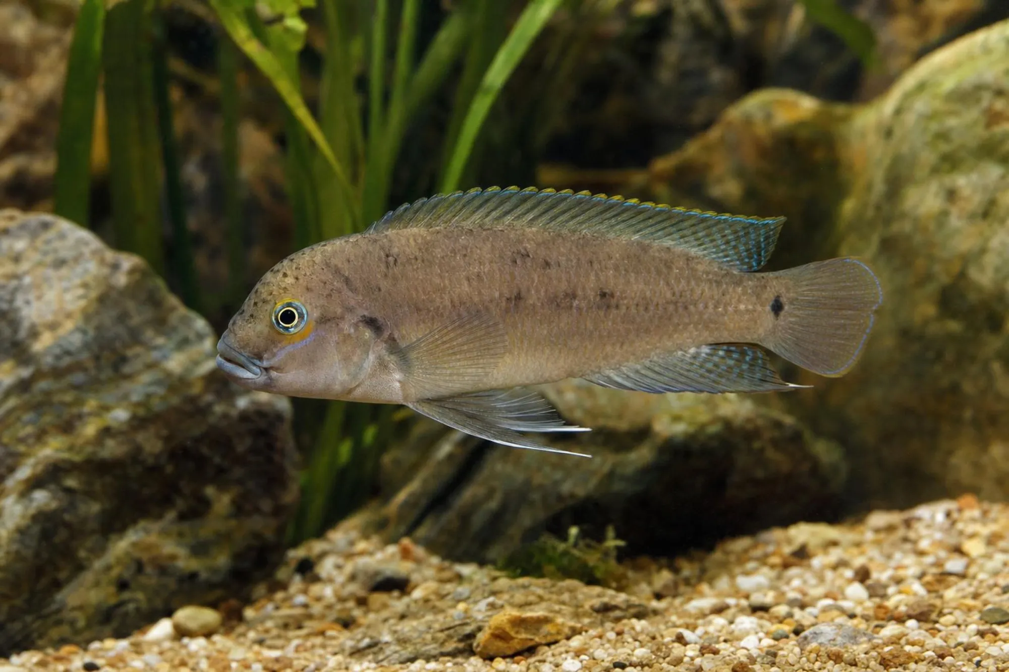 Schläfen-Schlankcichlide, Telmatochromis temporalis