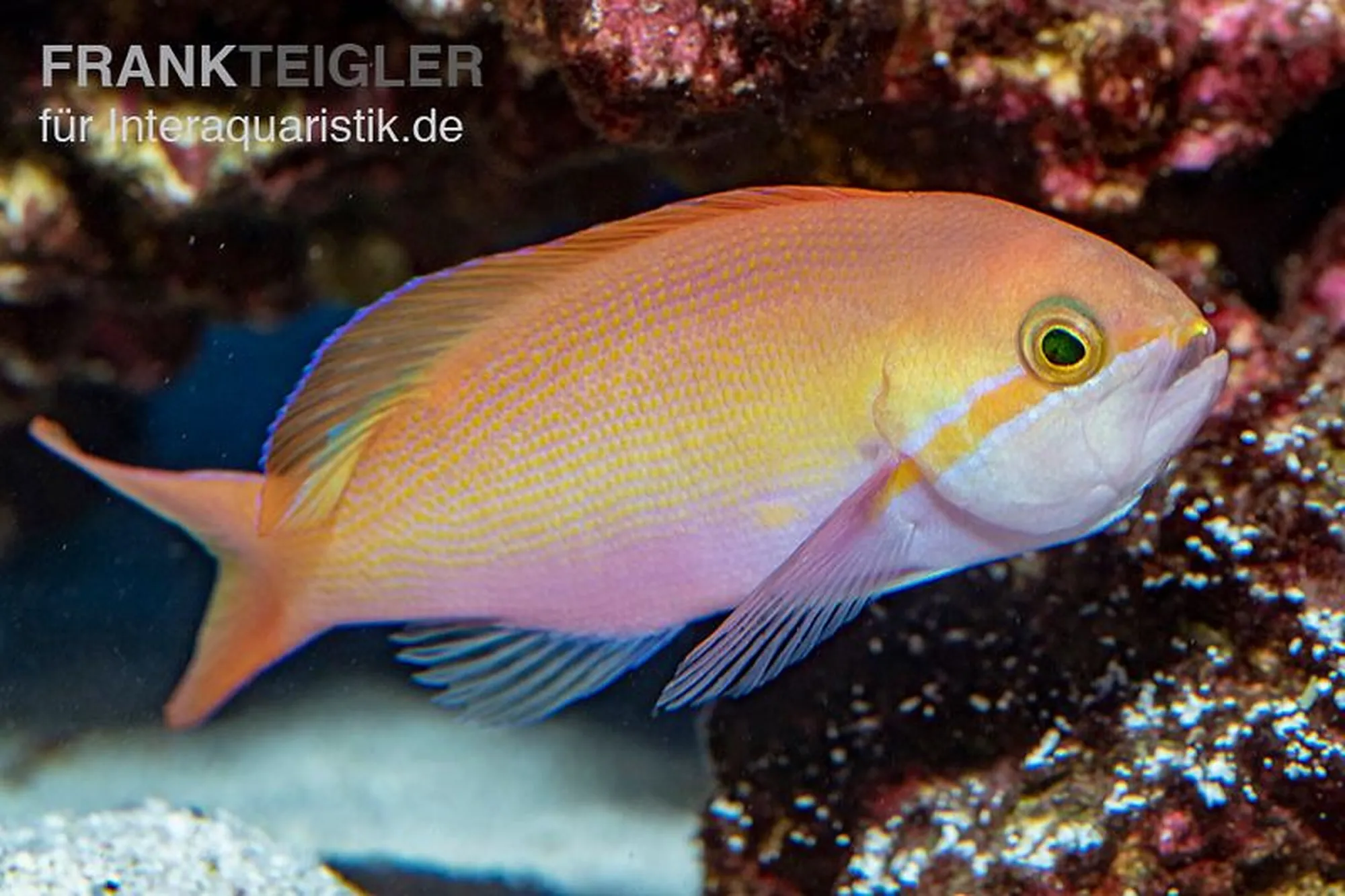 Faden-Fahnenbarsch, Nemanthias carberryi