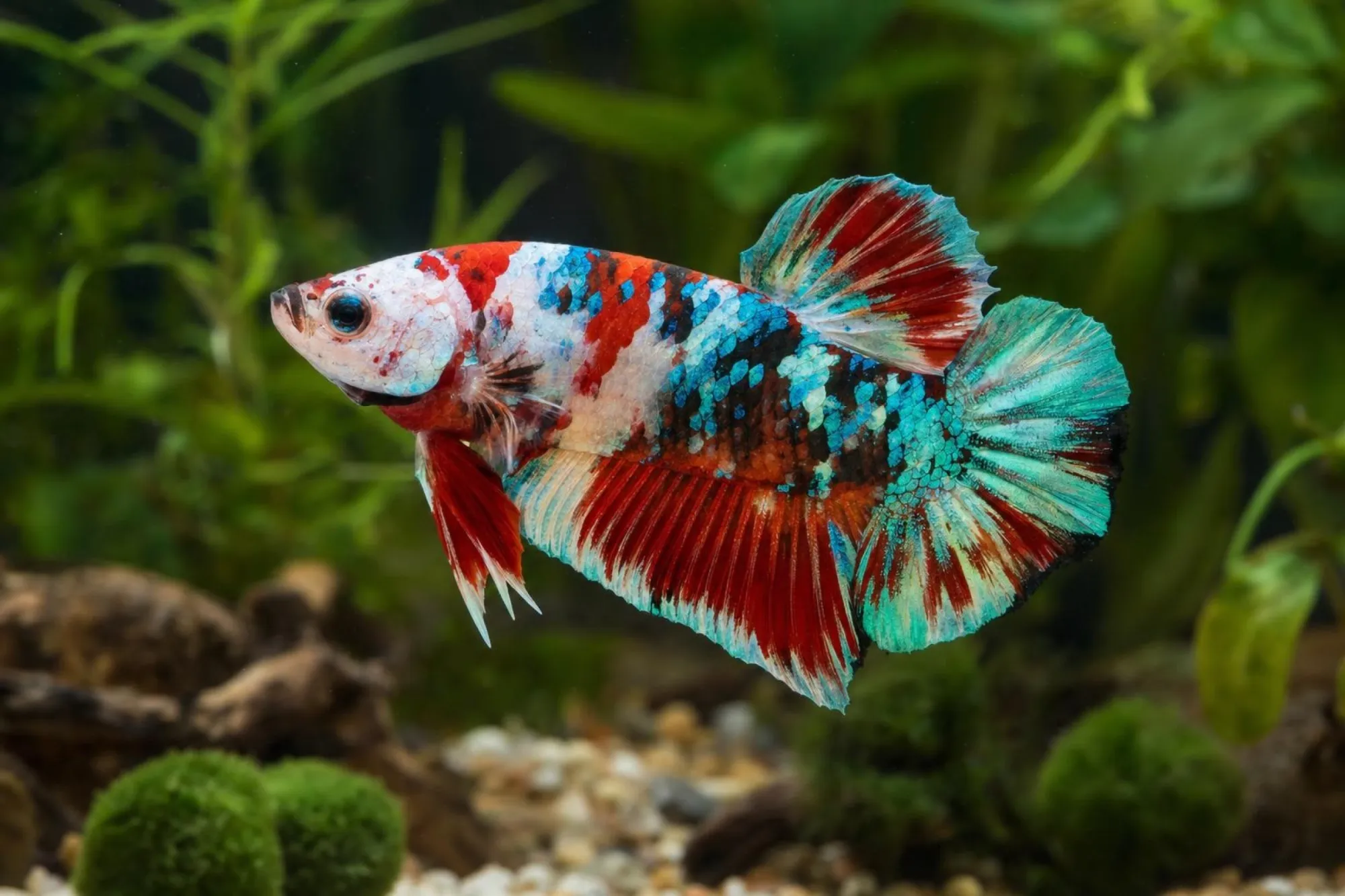 Plakat-Kampffisch „Amazing“, Männchen, Betta splendens